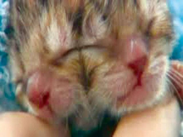 Two-faced kitten born in US