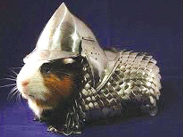 Guinea pig suit of armour for sale 