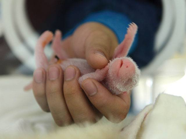 Giant panda gives birth to twins in China