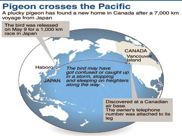 Racing pigeon flies across Pacific to Canada