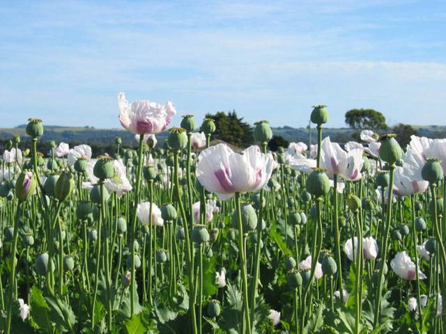 Afghanistan leading opium producer: UN