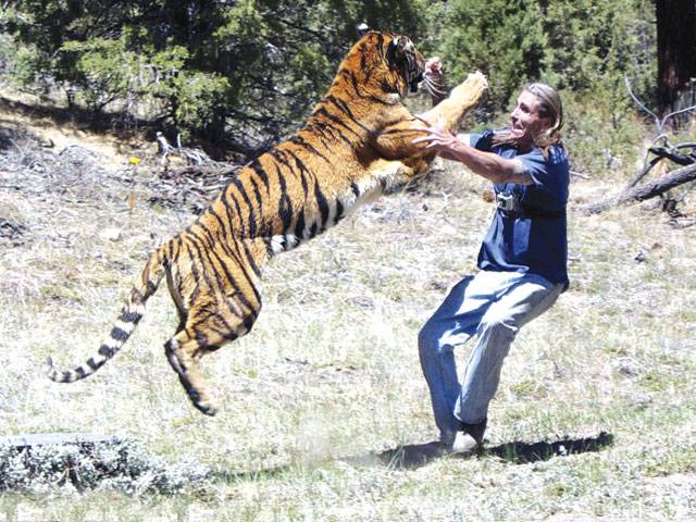 Man trains tiger to attack him