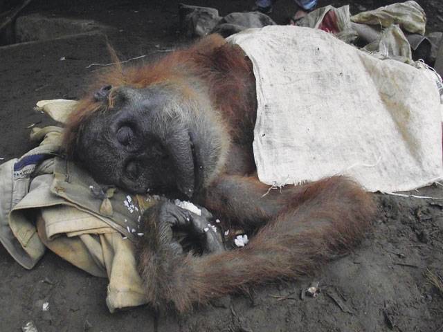 Sumatran orangutan beaten to death