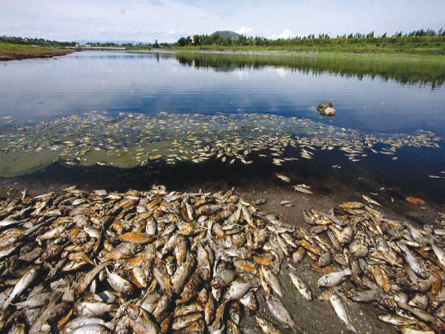 Thousands of fish die in contaminated Mexico reservoir