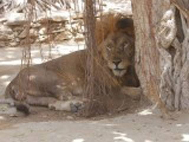 Another lion dies in Lahore Safari Park