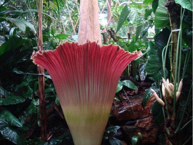 Smelly monster ‘corpse’ flower in bloom in Brussels