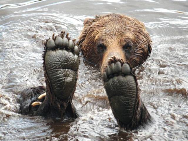 Grizzly chills on warm day