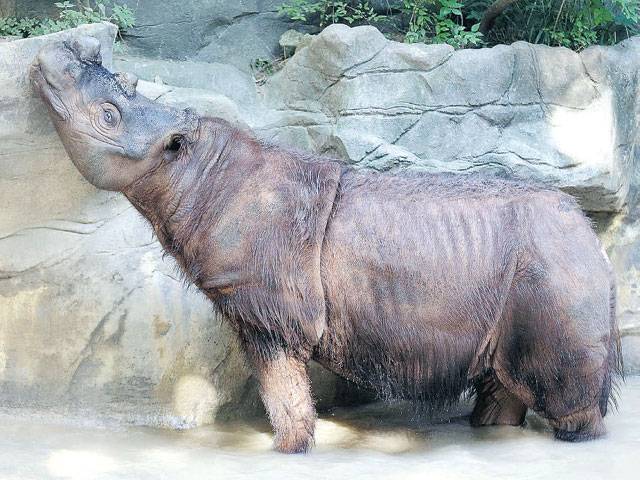 US zoo to breed endangered rhinos 