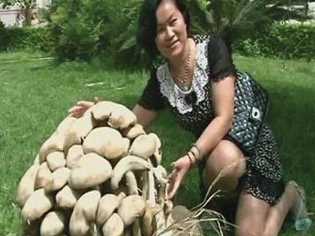Giant fungus found in China 
