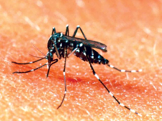 Gene interplay helps to explain dengue’s spread