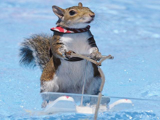  Twiggy the water-skiing squirrel sends crowd nuts