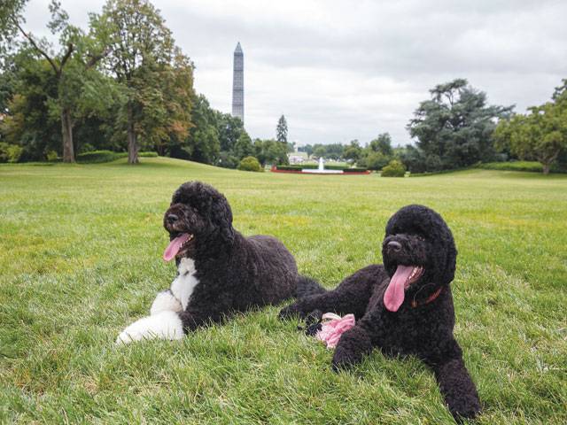 Obamas welcome new dog ‘Sunny’ to White House