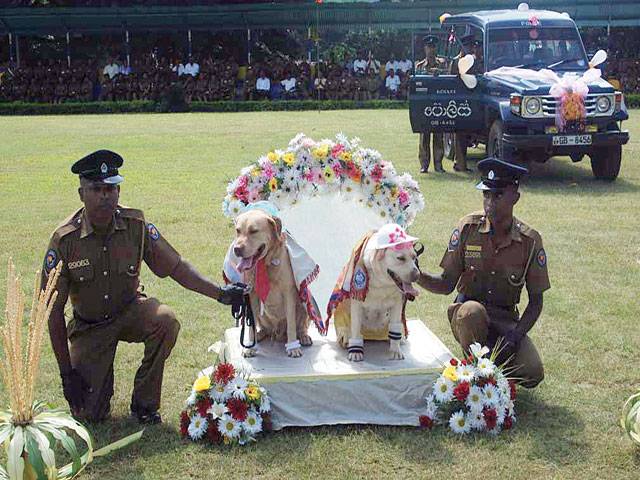 Mass police dogs ‘wedding’ in Sri Lanka