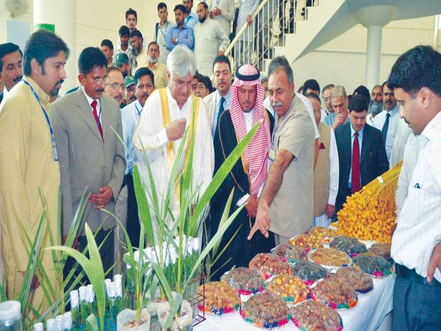 Joint efforts underlined to save date palm against virus 