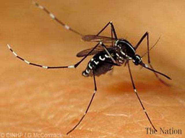 Dengue buzz 
