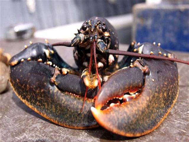 Lobsters may hold the key to eternal life