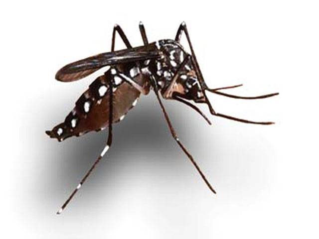 20 dengue cases reported in Karachi
