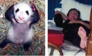 Baby panda poses like PM
