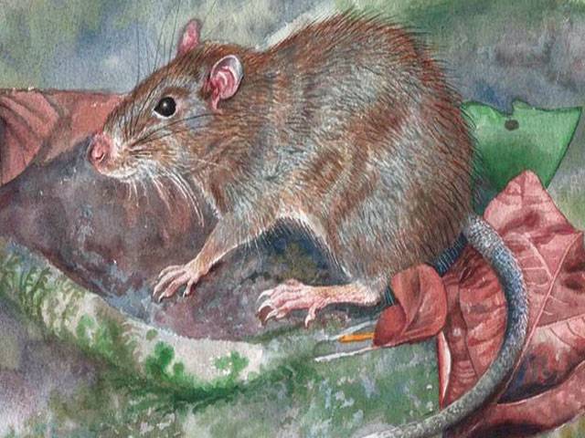 Spiny rat discovered in ‘birthplace of evolution’