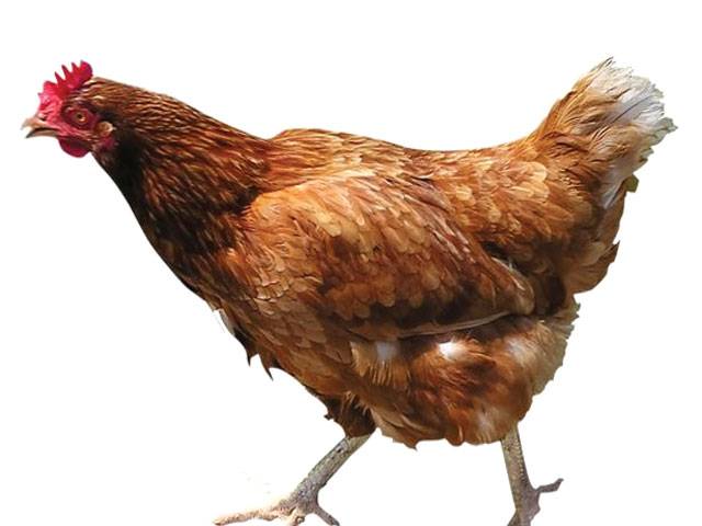 Researchers given £2m to study how chickens get on with humans