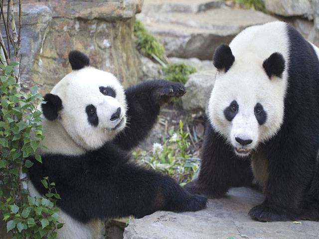 Breeding blow as Australian panda passions run low