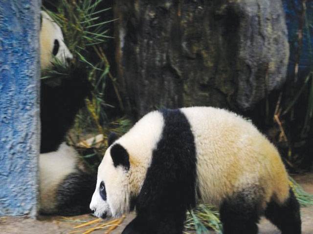 Thailand’s panda searches for love in China