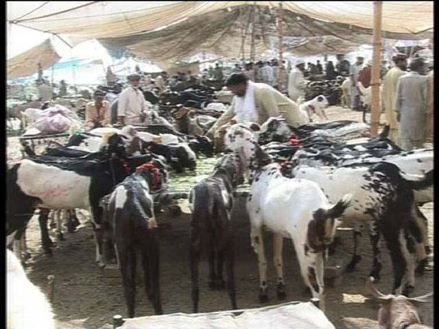 Sacrificial animals’ prices increase 30-40pc in Karachi