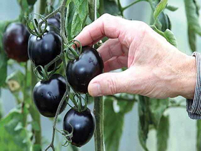 Black tomatoes can stave off cancer 