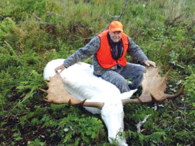 Killing of rare white moose sparks outrage
