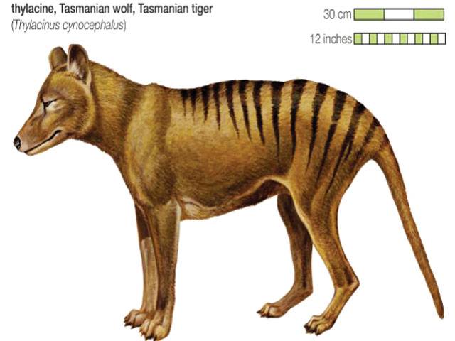 World tour to find Tasmanian tiger 