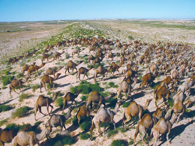 Australia’s feral camels culled to 300,000