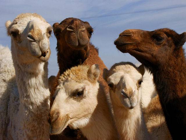 MERS virus found in Qatar camels 