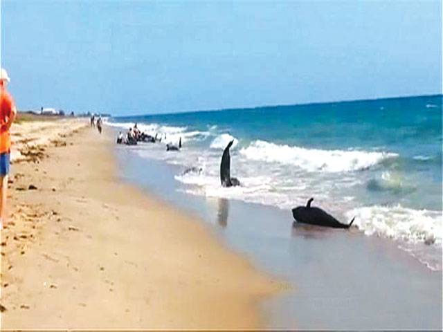 Rescuers to suspend looking for whales