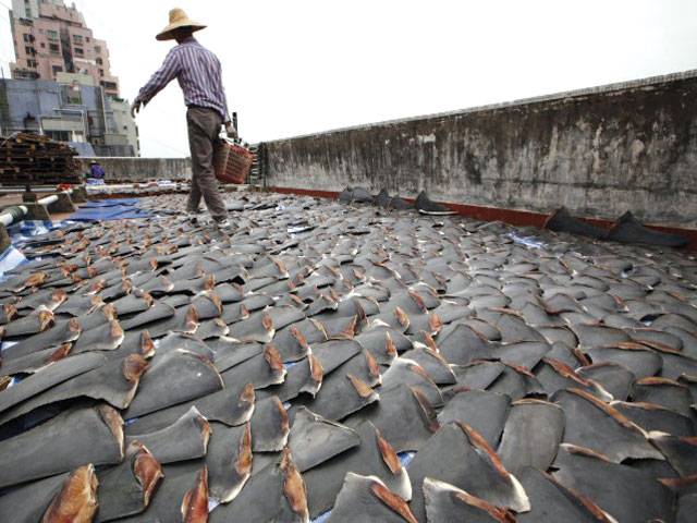 Western Australia implements shark ‘bait and kill’ zones