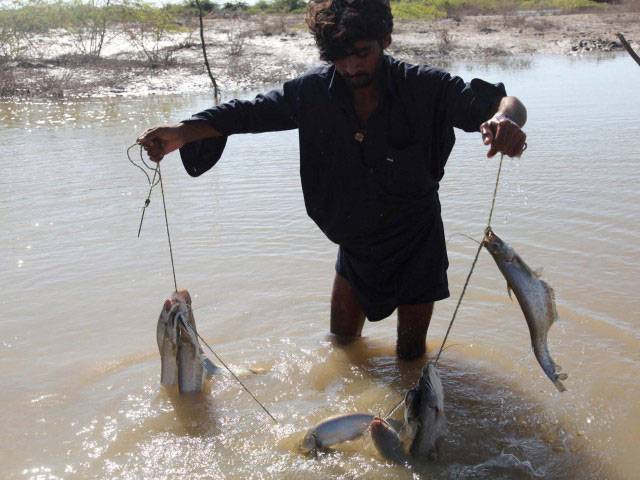 ‘Water below Kotri Barrage maintains river ecology’