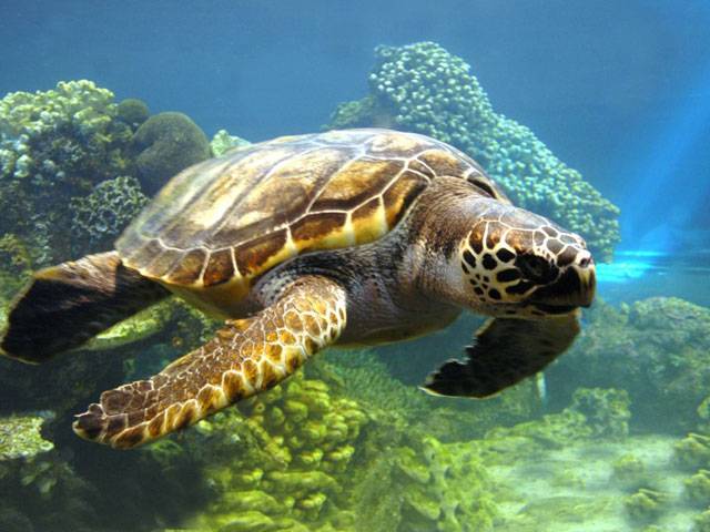 WWF up to discover marine life 