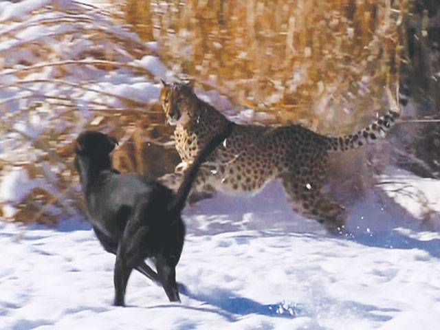 Cheetah, dog enjoy game of chase 
