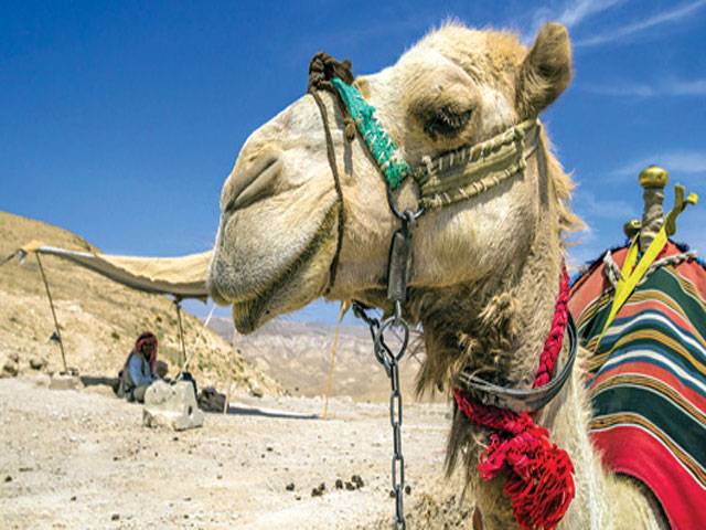 Deadly human MERS virus infects camels