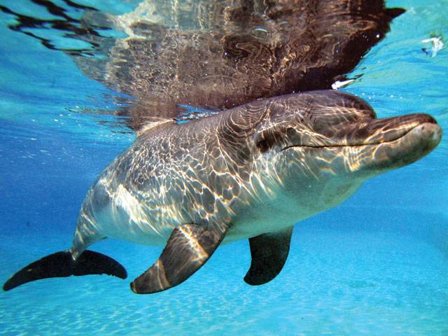 Virus kills over 1,000 dolphins along US coast
