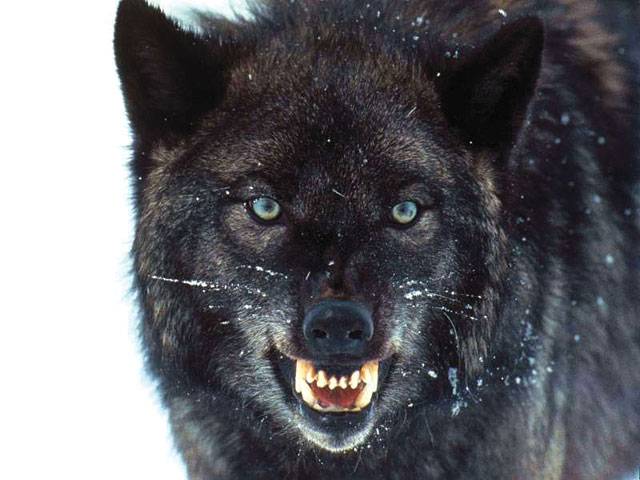 US judge won’t block wolf killing competition