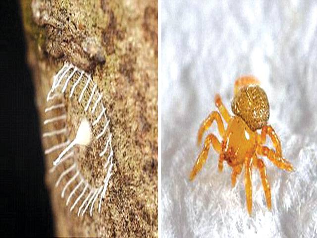Spider behind mystery in Amazon