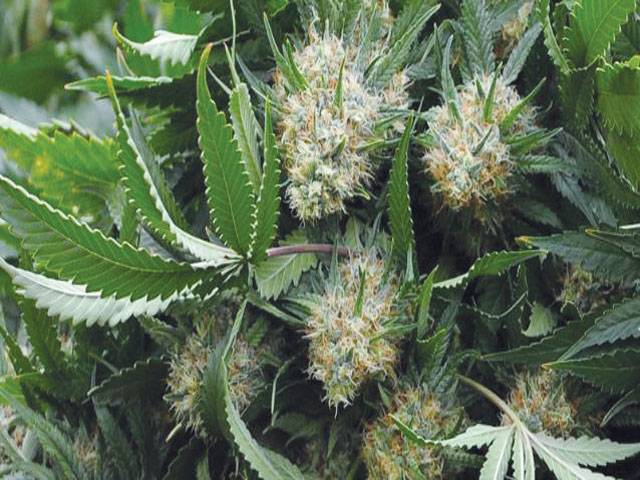 NY may allow medical marijuana use