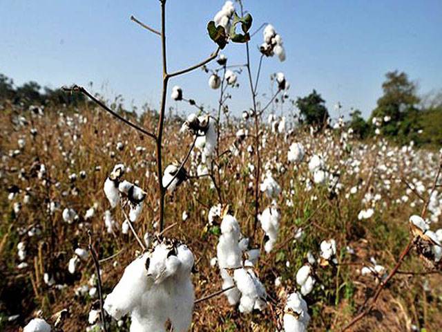 Cotton arrival in local markets posts 9.36pc increase