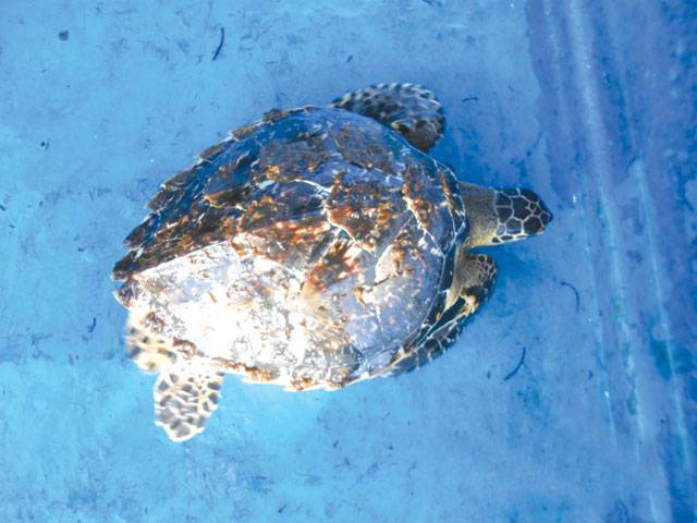 Hawkbill turtle spotted in Pakistan