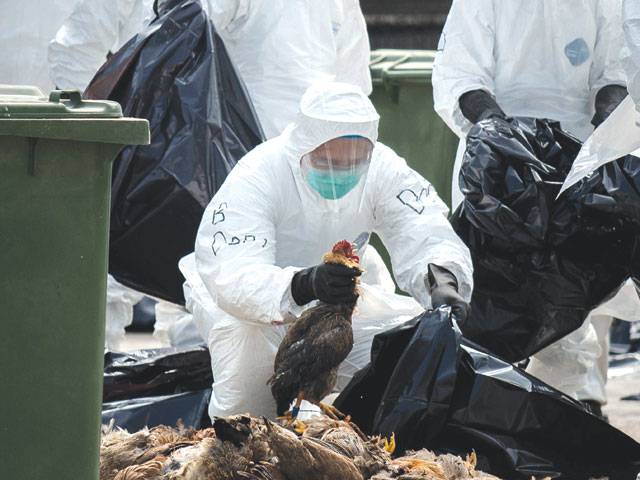 Hong Kong culls 20,000 birds in H7N9 scare