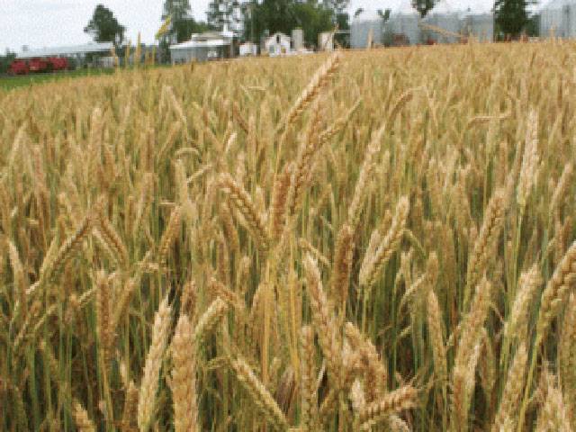 Arrangements finalised for wheat yield competition 