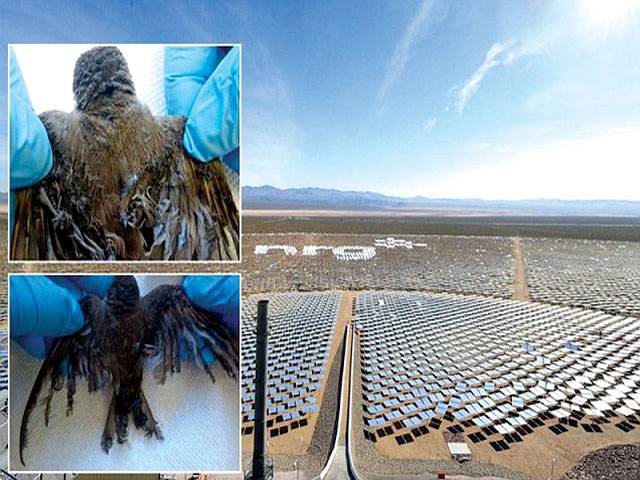 World’s largest solar panel farm scorching birds 