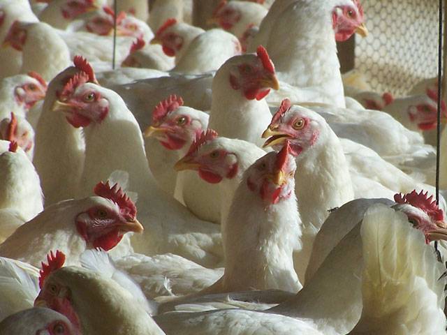 Market intervention reduces broilers production by 20pc