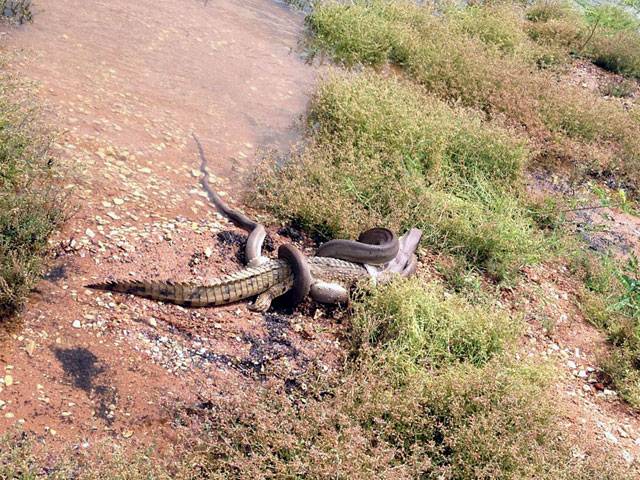 Snake eats crocodile after battle 