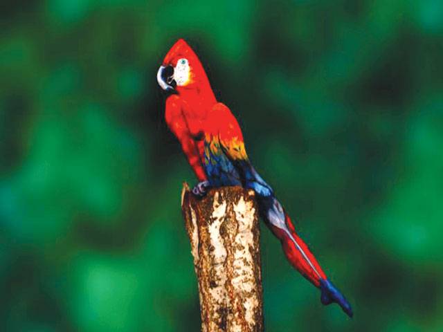 Painted to parrot